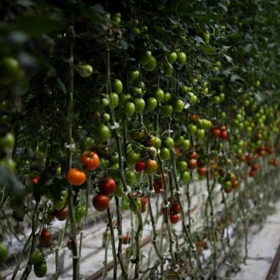 Red, oranger and green tomatoes growing on a vine in a greenhouse